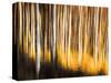 Birches-Ursula Abresch-Stretched Canvas