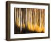 Birches-Ursula Abresch-Framed Photographic Print