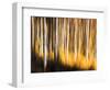 Birches-Ursula Abresch-Framed Photographic Print