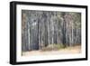 Birches-Cora Niele-Framed Photographic Print