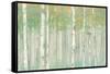 Birchs at Sunrise Gold Crop-Julia Purinton-Framed Stretched Canvas