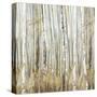 Birchscape II-Allison Pearce-Stretched Canvas