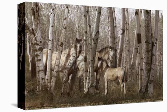 Birchwood Family-Steve Hunziker-Stretched Canvas