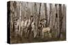 Birchwood Family-Steve Hunziker-Stretched Canvas