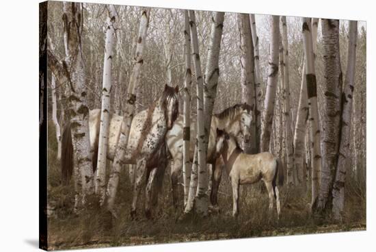 Birchwood Family-Steve Hunziker-Stretched Canvas