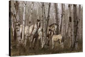 Birchwood Family-Steve Hunziker-Stretched Canvas