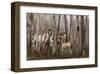 Birchwood Family-Steve Hunziker-Framed Art Print