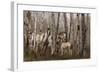 Birchwood Family-Steve Hunziker-Framed Art Print