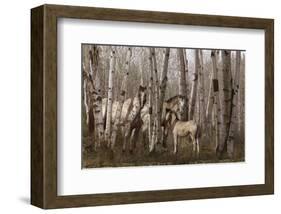 Birchwood Family-Steve Hunziker-Framed Art Print