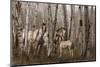 Birchwood Family-Steve Hunziker-Mounted Art Print