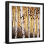 Birchwood Trees on Gold II-Patricia Pinto-Framed Premium Giclee Print