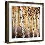 Birchwood Trees on Gold II-Patricia Pinto-Framed Premium Giclee Print