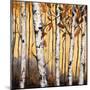 Birchwood Trees on Gold II-Patricia Pinto-Mounted Premium Giclee Print