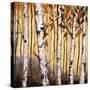 Birchwood Trees on Gold II-Patricia Pinto-Stretched Canvas