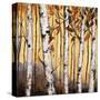 Birchwood Trees on Gold II-Patricia Pinto-Stretched Canvas