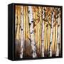 Birchwood Trees on Gold II-Patricia Pinto-Framed Stretched Canvas