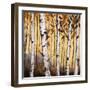 Birchwood Trees on Gold II-Patricia Pinto-Framed Art Print