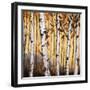 Birchwood Trees on Gold II-Patricia Pinto-Framed Art Print