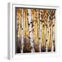 Birchwood Trees on Gold II-Patricia Pinto-Framed Art Print