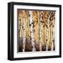 Birchwood Trees on Gold II-Patricia Pinto-Framed Art Print