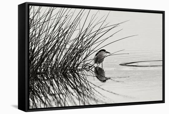 Bird 1-Lee Peterson-Framed Stretched Canvas
