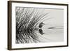 Bird 1-Lee Peterson-Framed Photographic Print