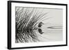 Bird 1-Lee Peterson-Framed Photographic Print