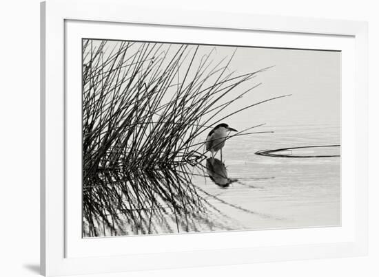 Bird 1-Lee Peterson-Framed Photographic Print