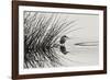 Bird 1-Lee Peterson-Framed Photographic Print