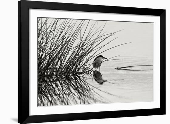 Bird 1-Lee Peterson-Framed Photographic Print