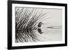 Bird 1-Lee Peterson-Framed Photographic Print