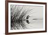 Bird 1-Lee Peterson-Framed Photographic Print