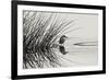 Bird 1-Lee Peterson-Framed Photographic Print