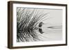 Bird 1-Lee Peterson-Framed Photographic Print