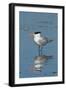 Bird 3-Lee Peterson-Framed Photographic Print