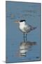 Bird 3-Lee Peterson-Mounted Photographic Print