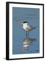 Bird 3-Lee Peterson-Framed Photographic Print