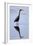 Bird 4-Lee Peterson-Framed Photographic Print