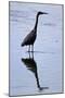 Bird 4-Lee Peterson-Mounted Photographic Print