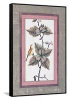 Bird and Flower Study, C.1780-null-Framed Stretched Canvas