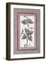 Bird and Flower Study, C.1780-null-Framed Giclee Print