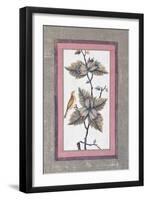 Bird and Flower Study, C.1780-null-Framed Giclee Print