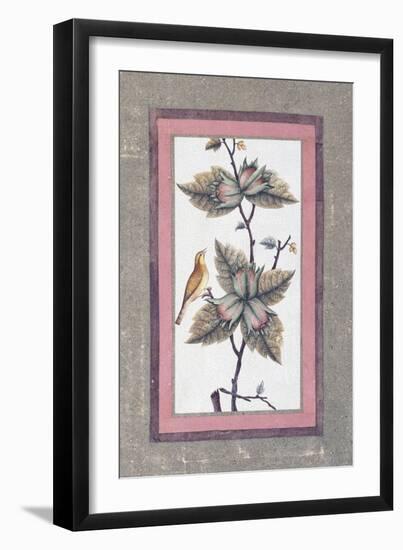 Bird and Flower Study, C.1780-null-Framed Giclee Print