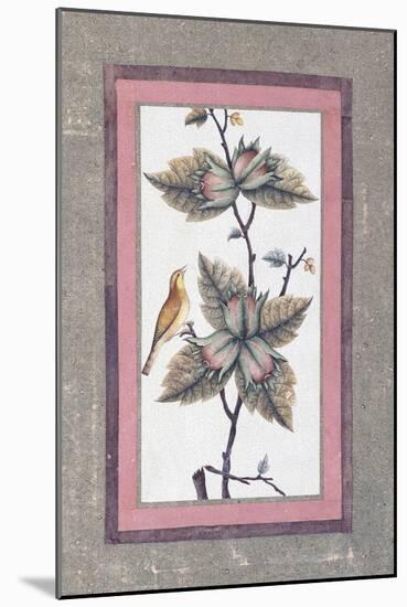 Bird and Flower Study, C.1780-null-Mounted Giclee Print