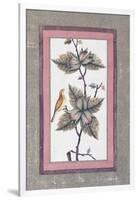 Bird and Flower Study, C.1780-null-Framed Giclee Print