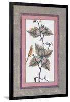 Bird and Flower Study, C.1780-null-Framed Giclee Print