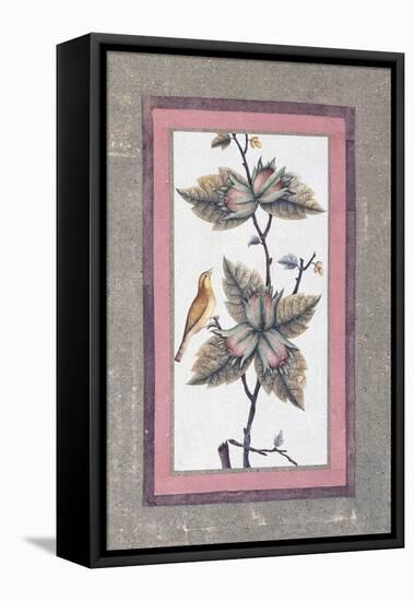 Bird and Flower Study, C.1780-null-Framed Stretched Canvas