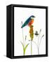 Bird and Honey Bee Print-Blenda Tyvoll-Framed Stretched Canvas