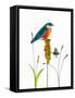 Bird and Honey Bee Print-Blenda Tyvoll-Framed Stretched Canvas