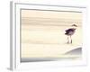 Bird at The Beach-Sylvia Coomes-Framed Photographic Print